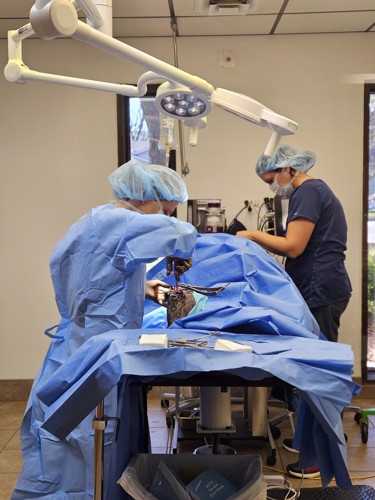 Speciality Surgeries