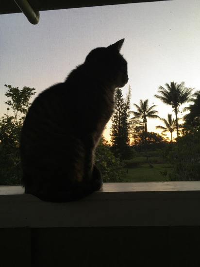 Cat Silhouette